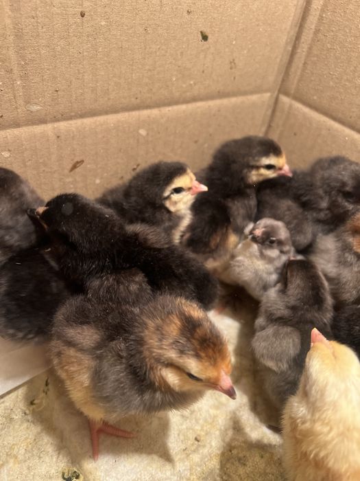 Добові  курчата амераукана