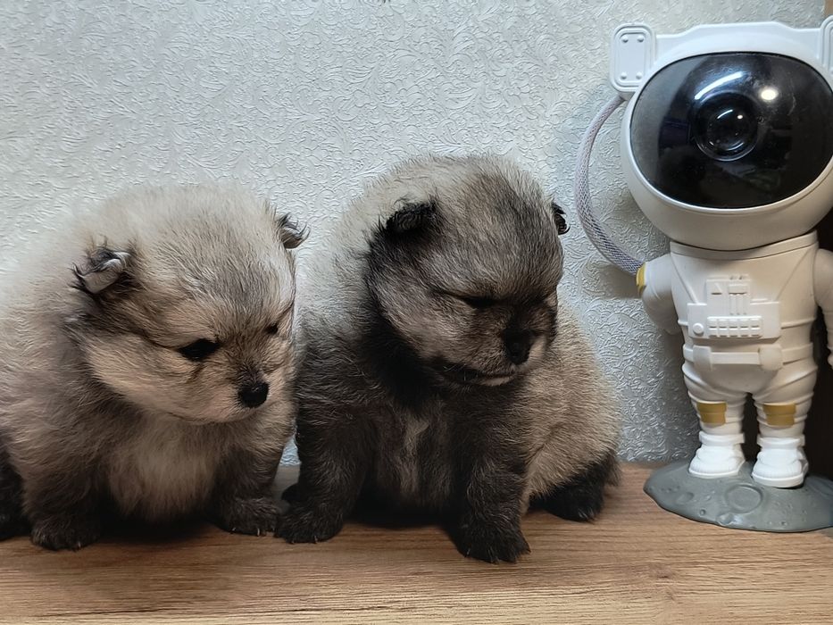 Цуценята померанського шпіца