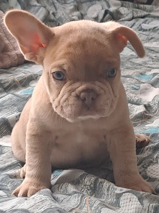 Szczeniak buldog francuski