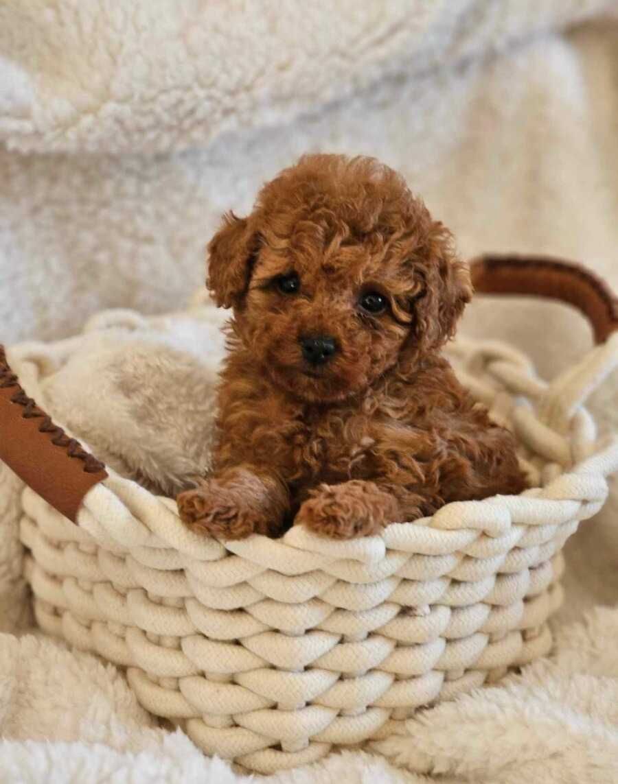 Caniche Red ㅤㅤㅤㅤ