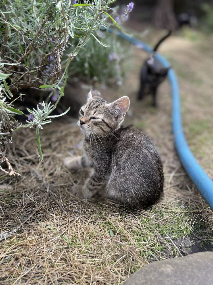 Віддамо безкоштовно котиків