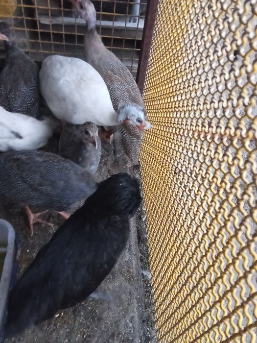 Perliczki młode brojlery