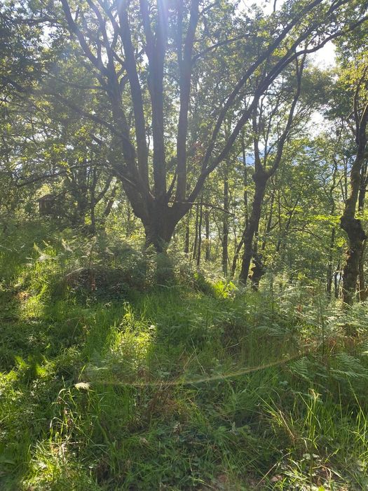 Limpeza de Terrenos com Rigor e Confiança - Norte a Sul do País