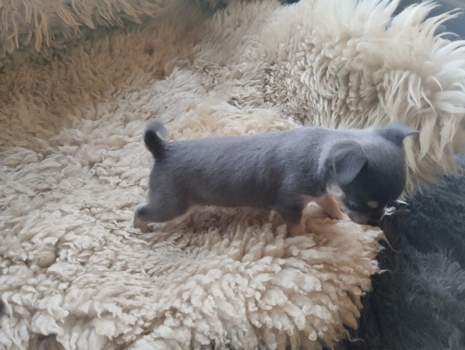Chihuahua,  mini piesek,  piesek