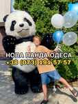 ПАНДА. БЕЛЫЙ МИШКА. Поздравление. День Рождения. Аниматоры Одесса