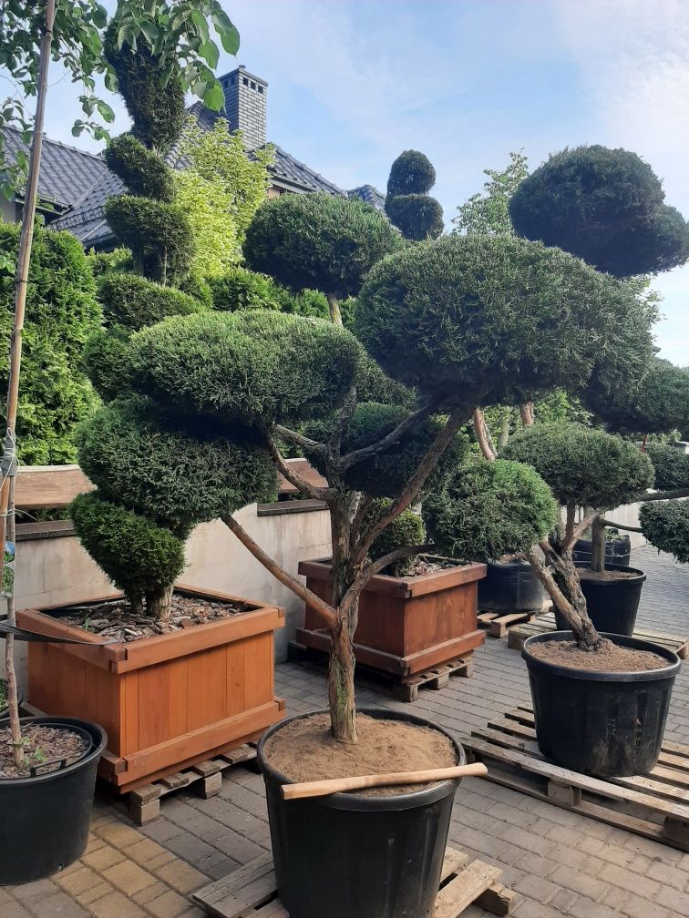 bonsai Rośliny formowane Sosna,swierk,jalowiec