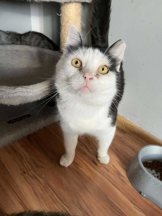 Szukamy domu dla czarno-białego młodego kocurka