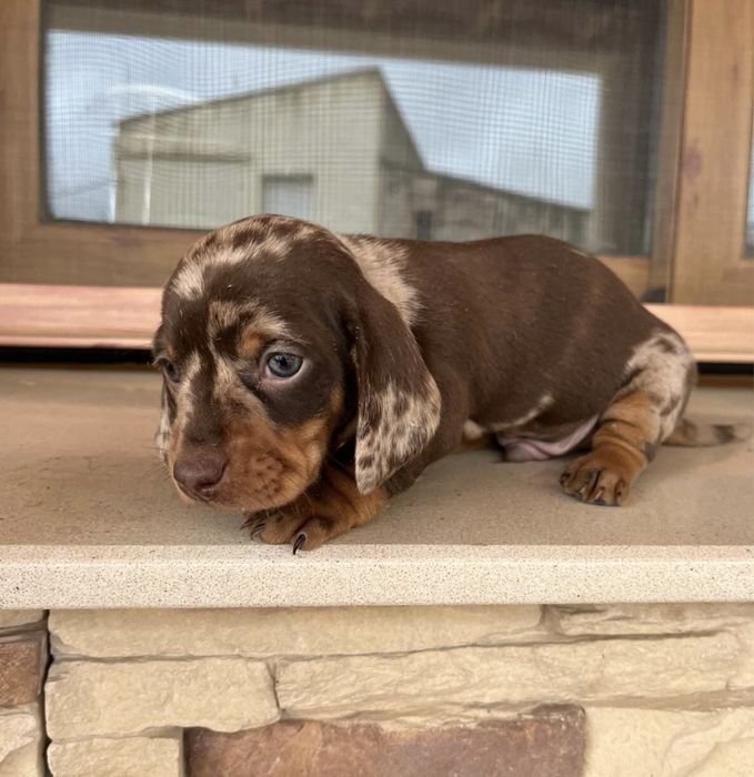 Teckel Choco Arlequim 2 meses