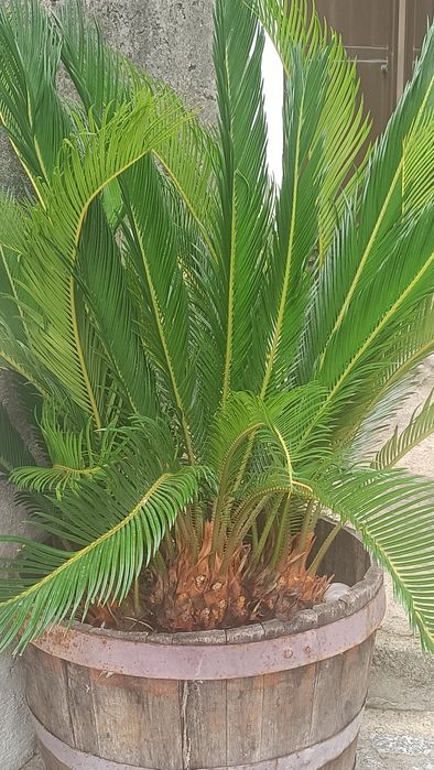 Planta Fiteiro e planta Sika