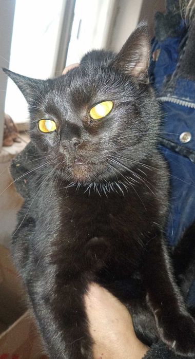 Молоді стерилізовані кішечки