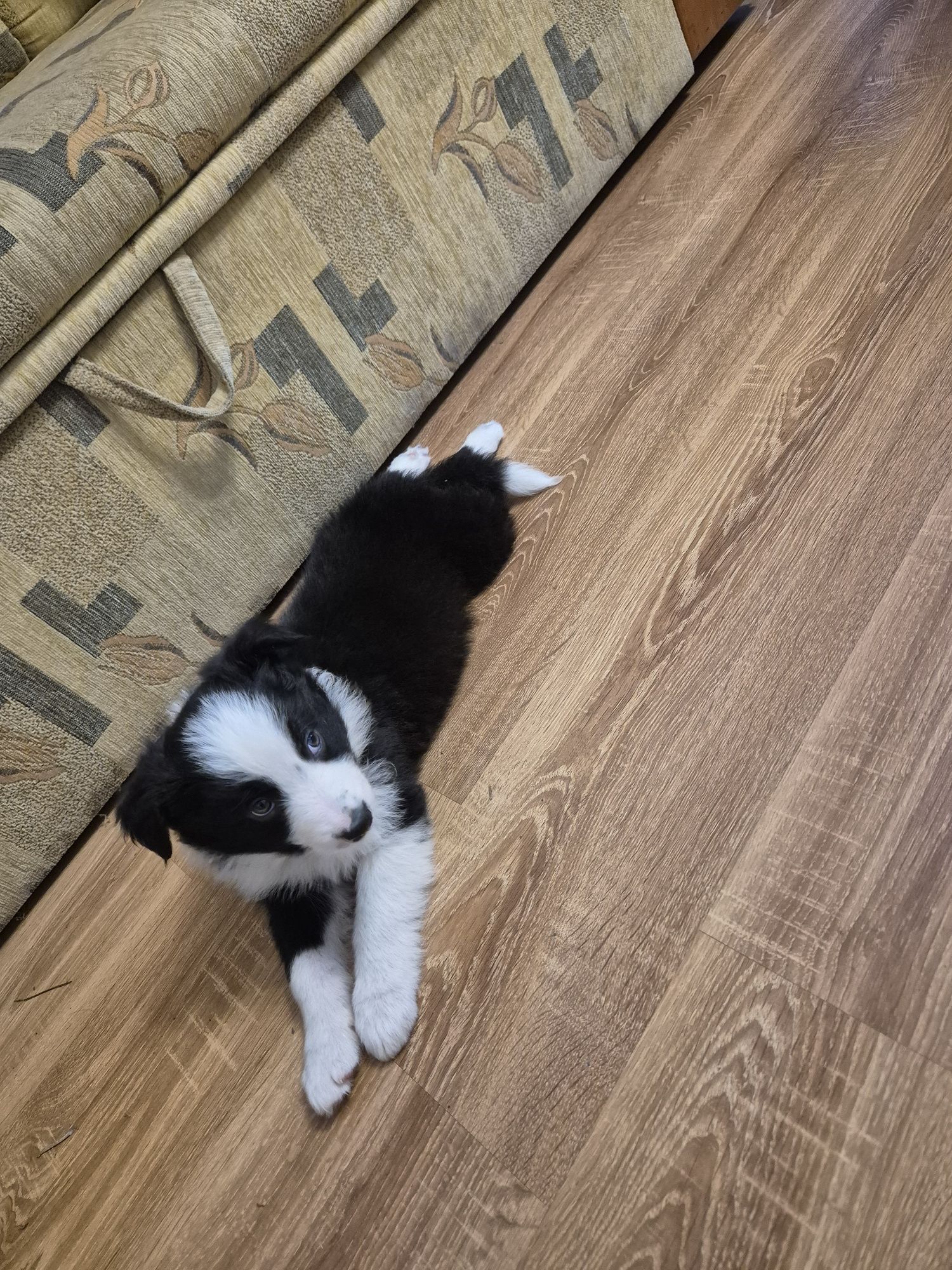 Piesek Border Collie