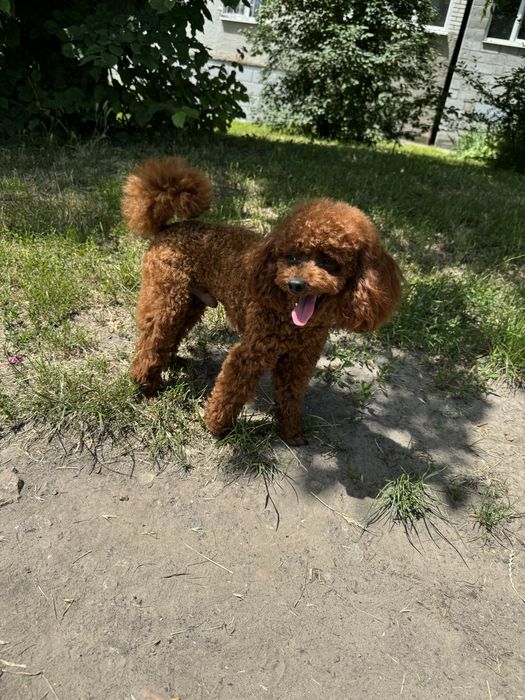 Вʼязка той пудель