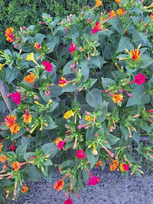 Nasiona dziwaczki dziwaczek