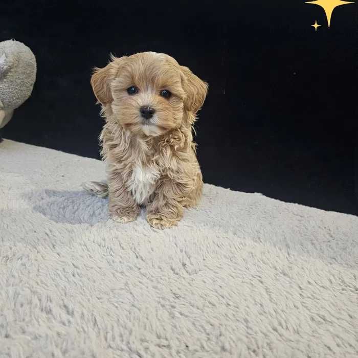 Maltipoo disponível
