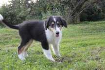Owczarek Szkocki Collie