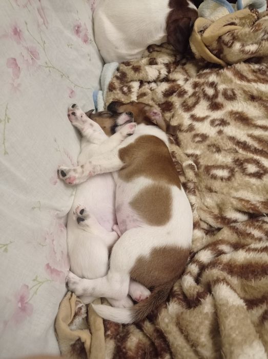 Цуцики Джек-Рассел 1хлоп 3 дівчинки