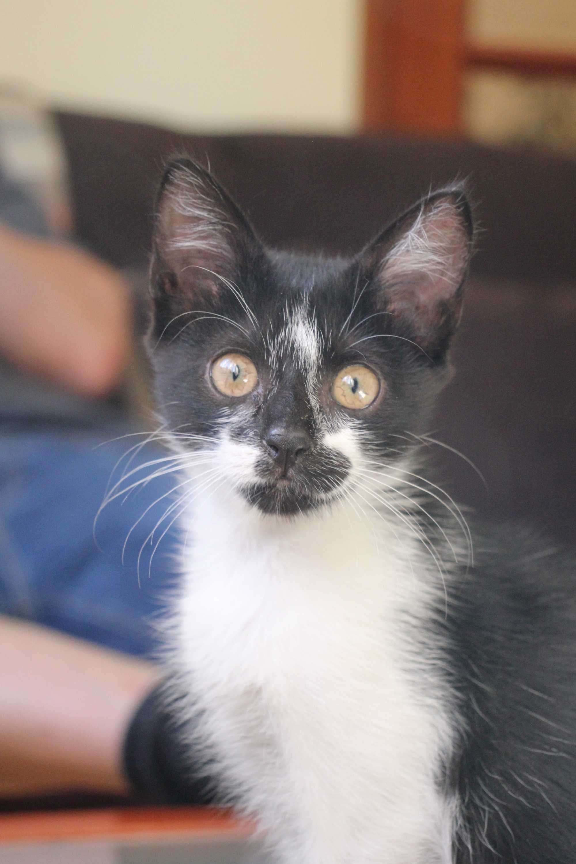 MACHO | Gatinho disponível para adoção responsável