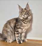 Maine coon kotka Umi niebieska szylkretka pregowana