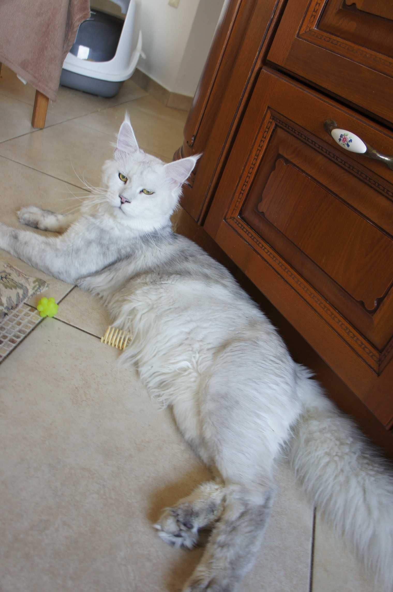 Maine Coon  - WIELKA -  FPL/ FIFE/WCC  - ojciec shaded zarezerwowana