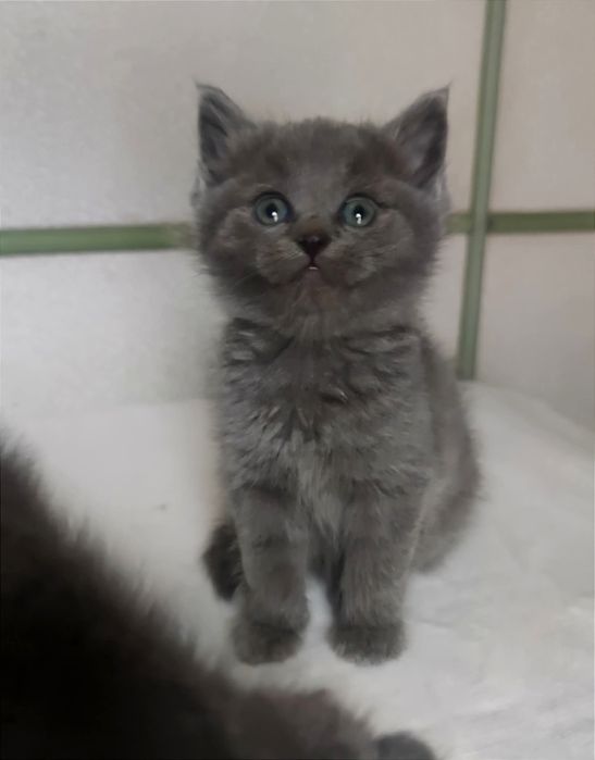 Отдам _ кошки_ котята _ мур