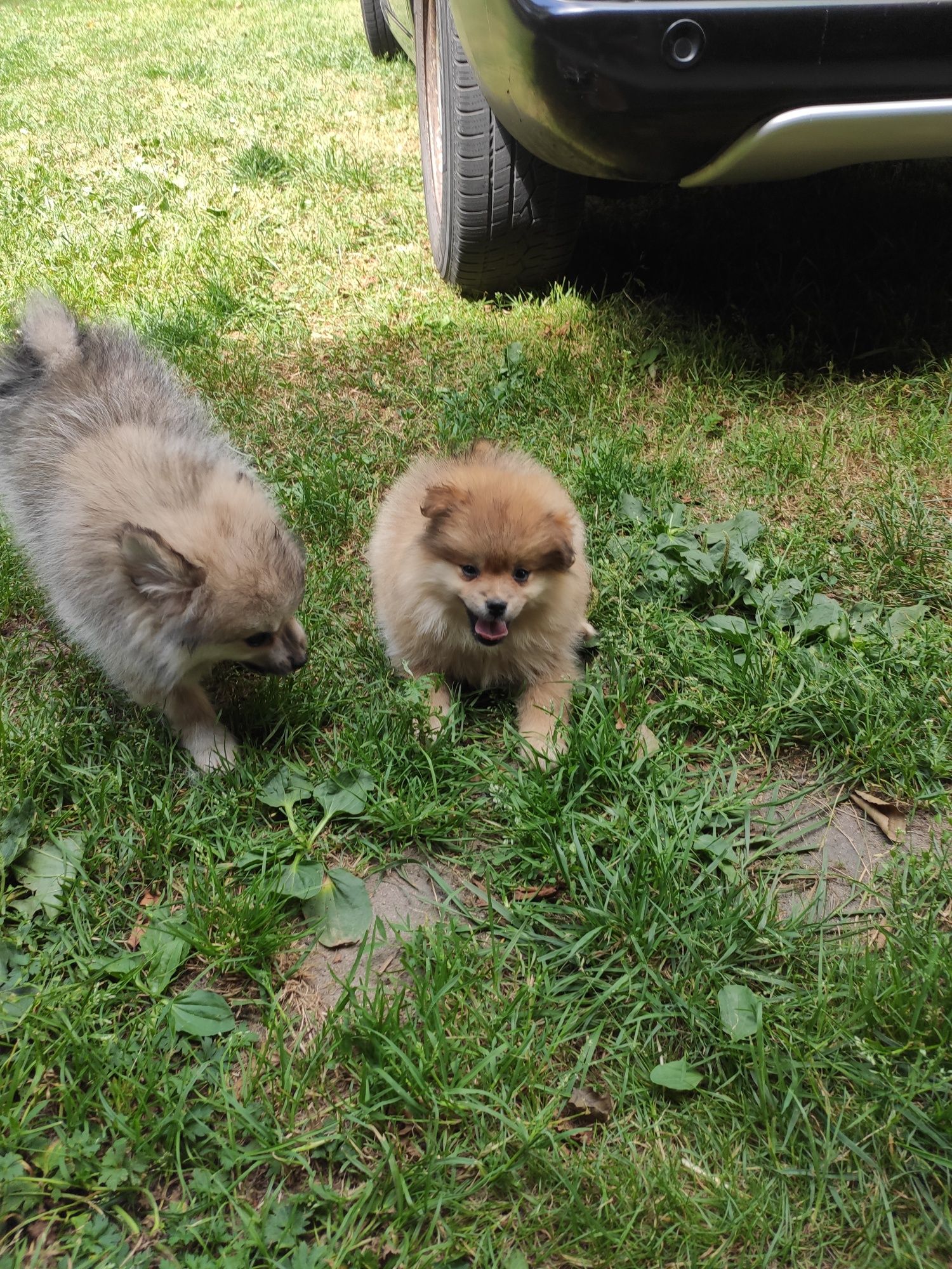 Szpic miniaturowy pomeranian szpice z metryką i czipem
