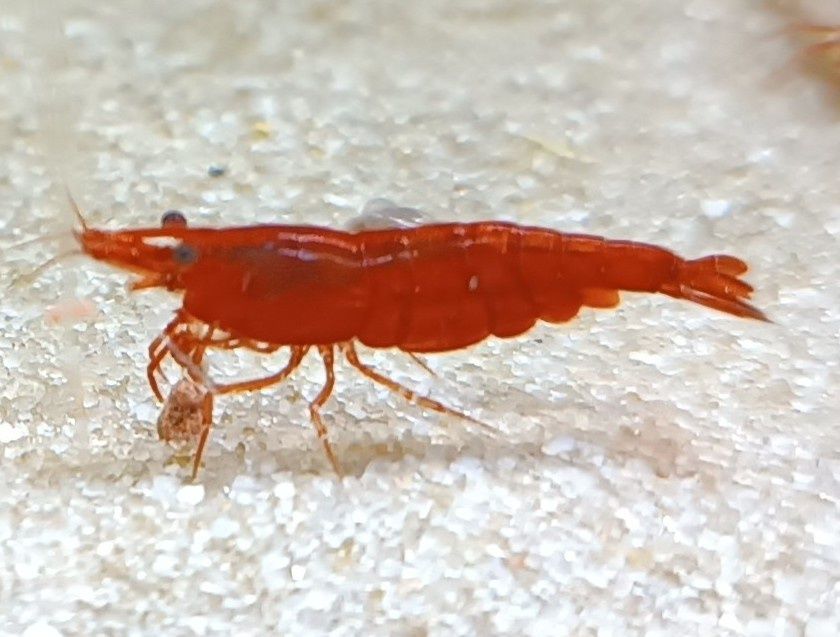 Krewetki / krewetka RED SAKURA - wysyłam