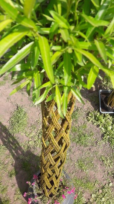 Плетеная ива Плетеные деревья Датские корни плетені дерева верба