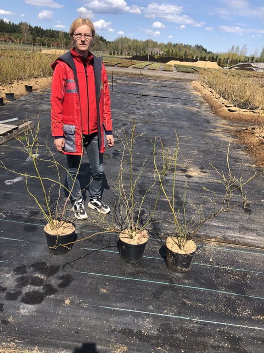 Большие кусты голубики с ягодами. Разные сорта. Киев