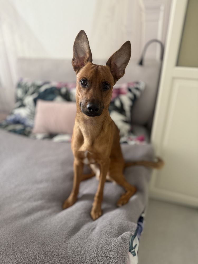 Opieka nad zwierzętami Petsitter pies kot