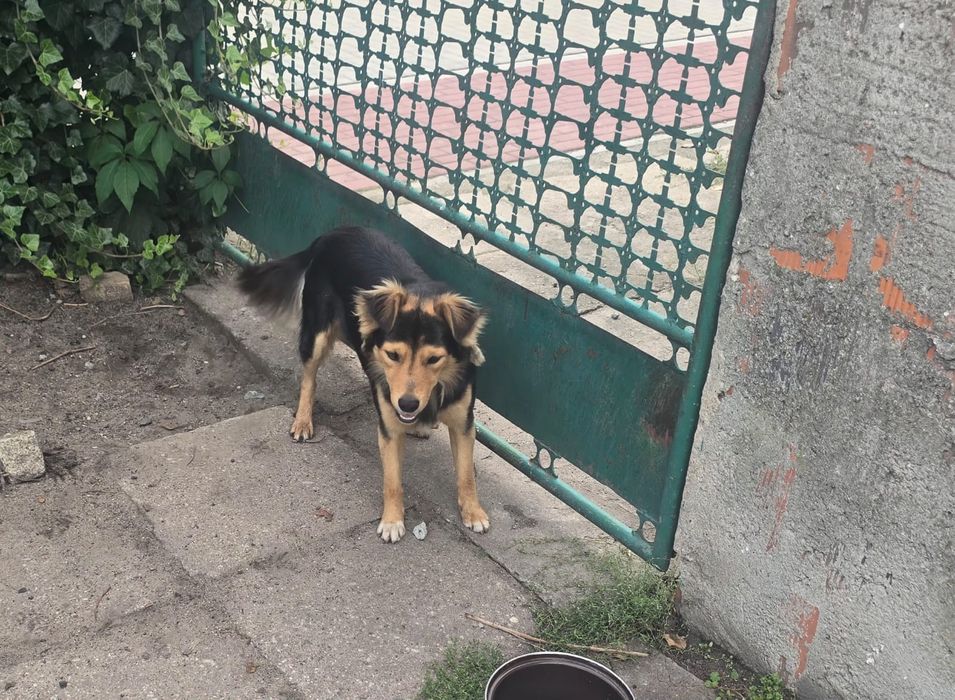 Oddam pieska w dobre rece