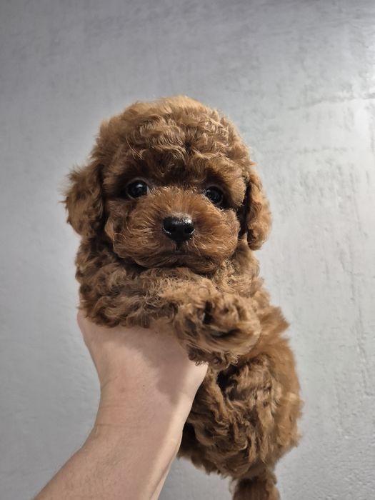 Той пудель міні пудель