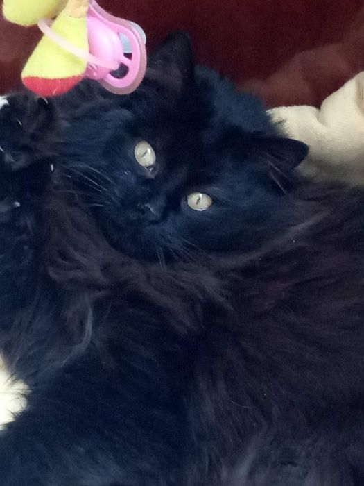 В добрі руки, лікаря і вірного друга