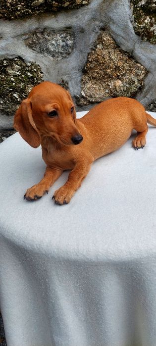 Teckel Miniatura laranja