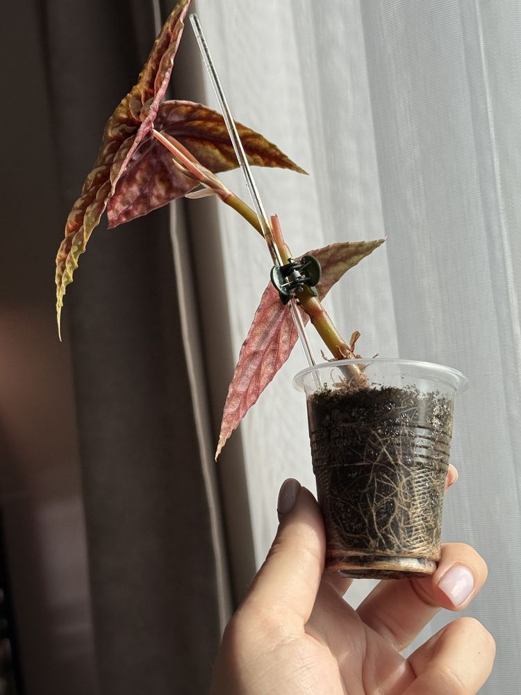 Бегонія begonia lubbersii