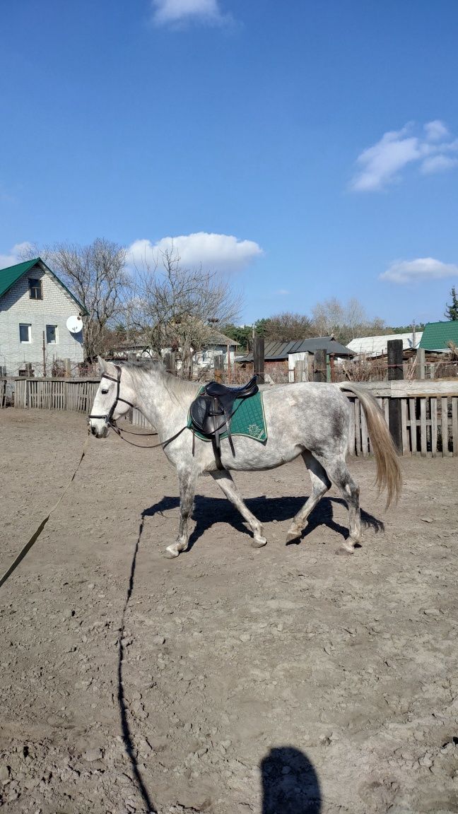 Кобила, кінь, лошадь