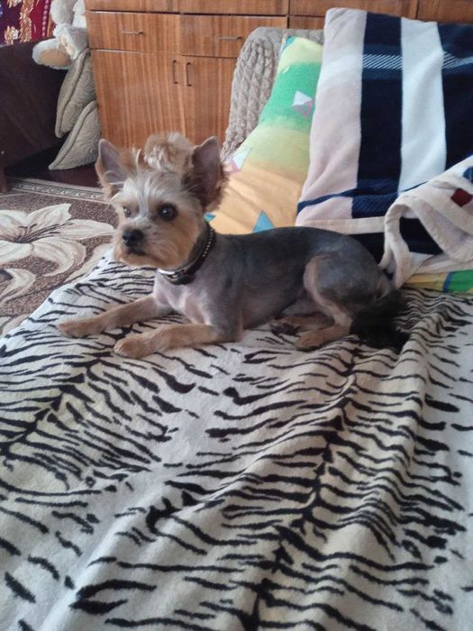 Красавчик йорк ищет невесту