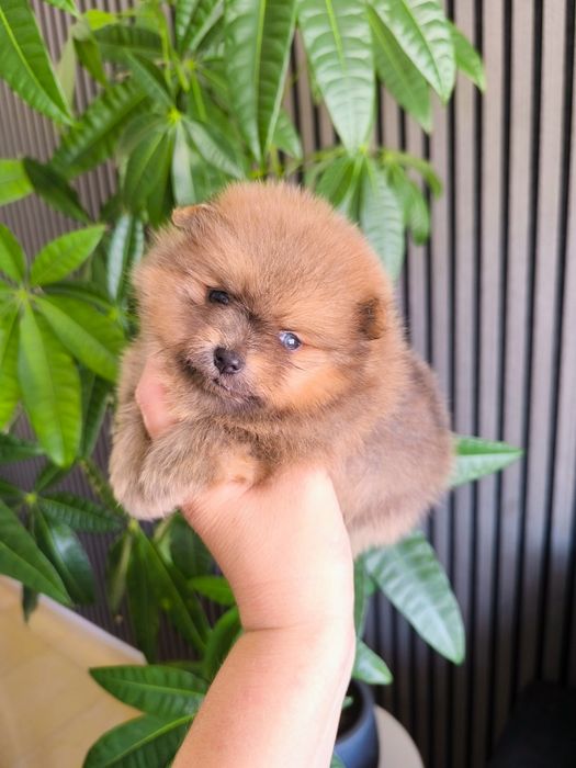 Spitz Anão/ Lulu da Pomerânia olhos azuis  Mini.