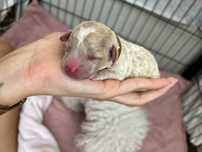 Bichpoo/Poochon/PudelToy/BichonFrise