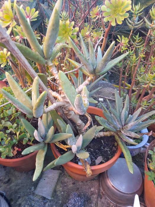 Plantas suculentas e cactos de variadas espécies