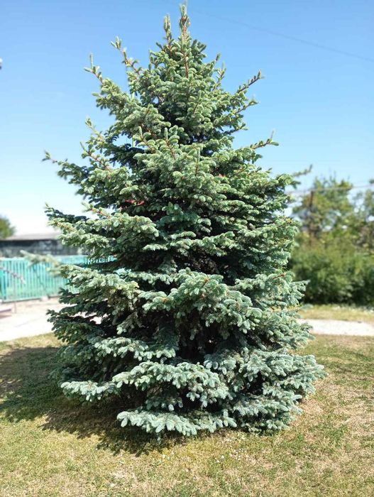 Продається голубенька польська ялинка