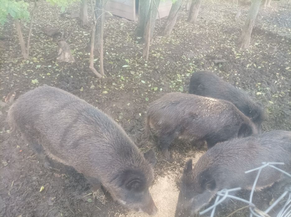 Продам дорослі Поросята  Терміново