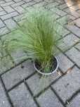 Stipa tenuissifolia Ostnica Ponytails
