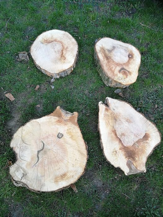 Plaster drewna leszczyna turecka