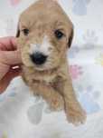 Goldendoodle F1 Standard
