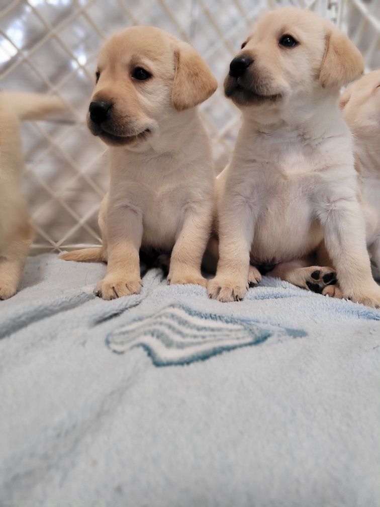 Labrador Retriever Szczeniak Biszkopt