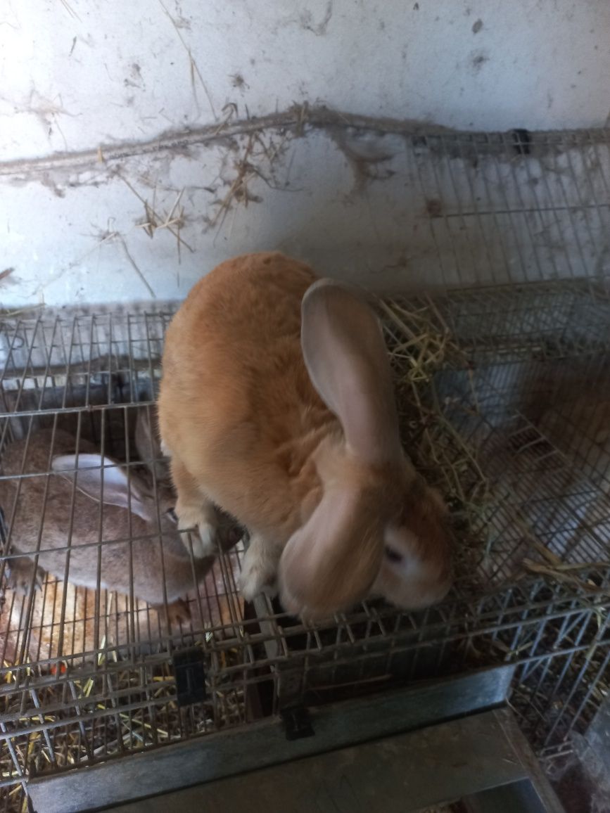 Coelhos caseiros