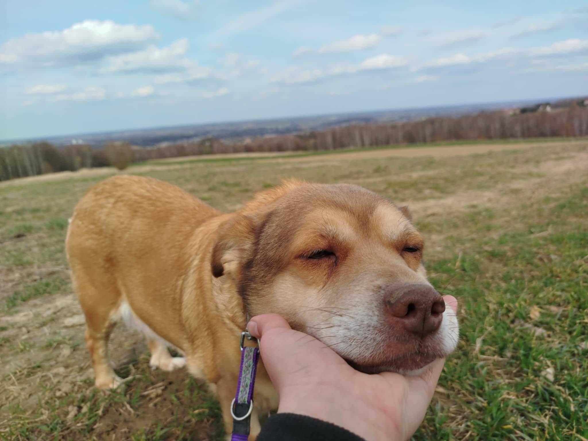 Figa - suczka do adopcji