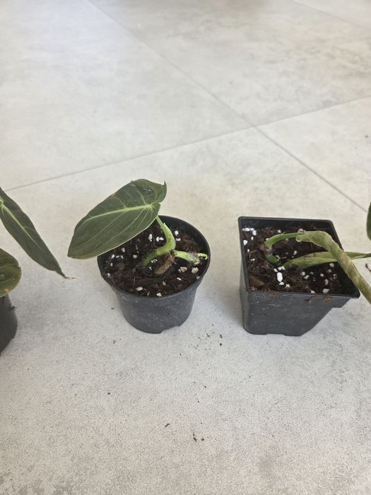 Filodendron melanochrysum ukorzenione