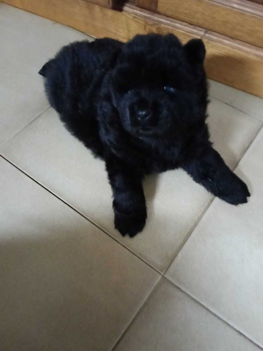 Vendo cachorro Chow chow