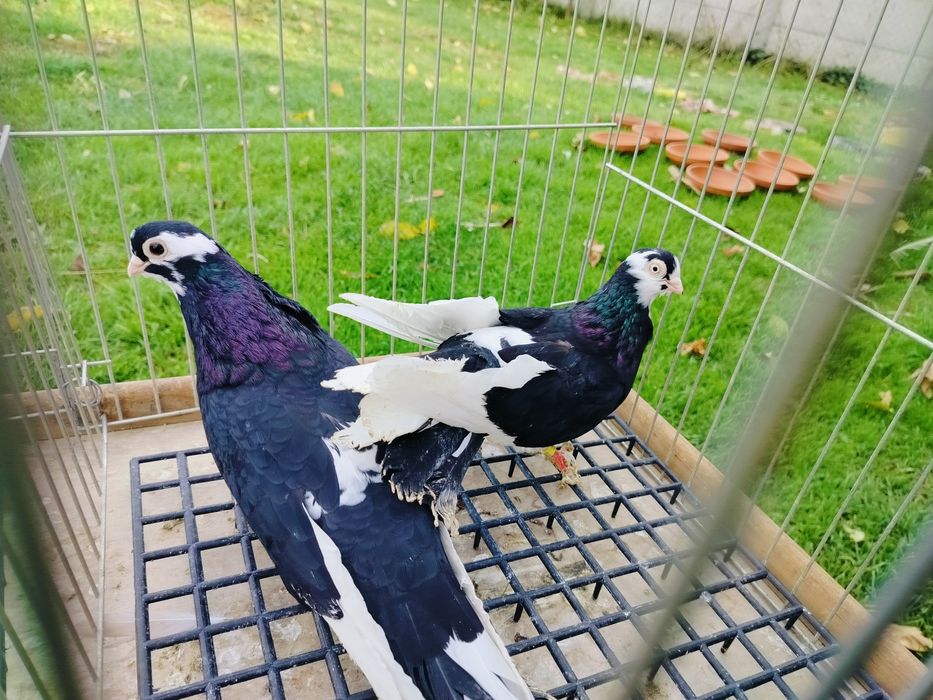 Gołębie zamojskie szkaplerzaki